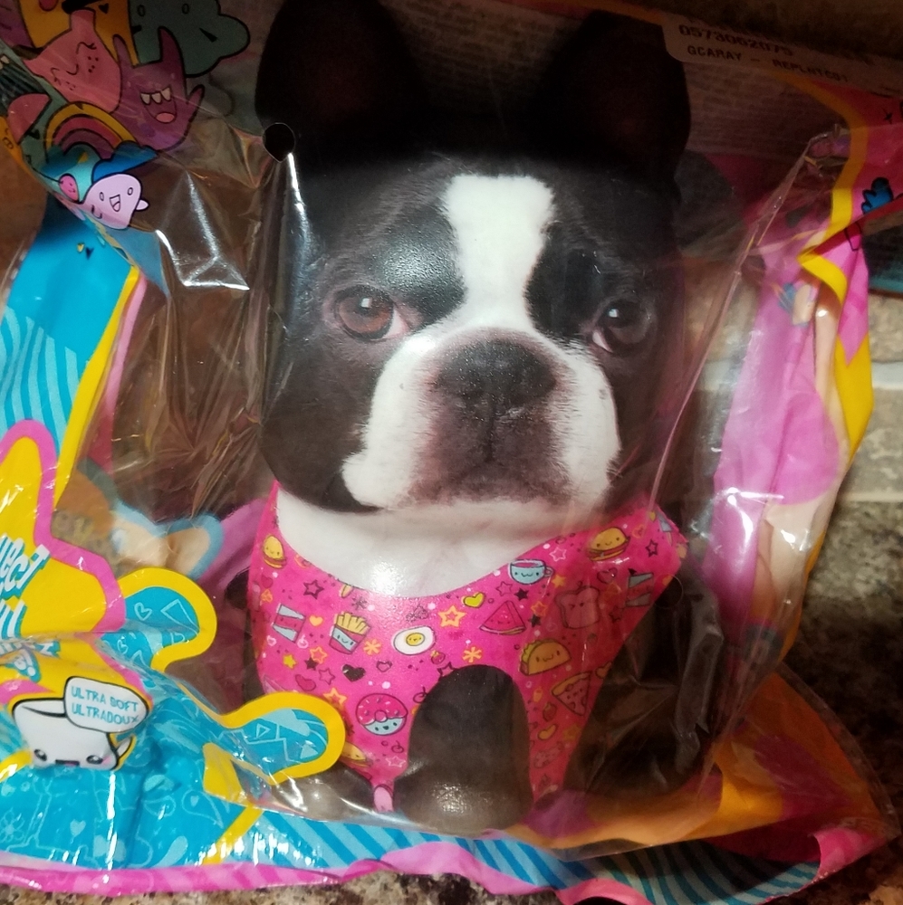 New! Puppy squishy